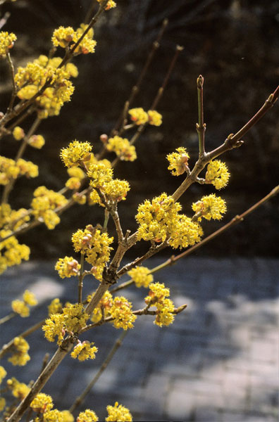 Cornelian Cherry (Cornus mas)