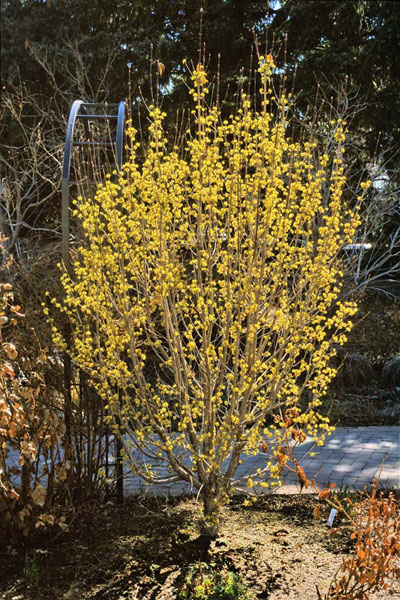 Cornelian Cherry (Cornus mas) in the Romantic Gardens