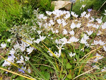 Crocus pulchellus