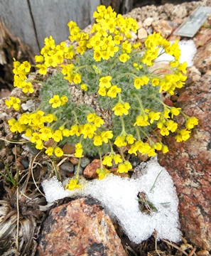 Draba polytricha