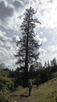 Altai larch