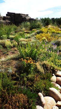 Alpine meadow 