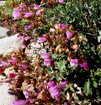 Penstemon richardsonii v. dentatus