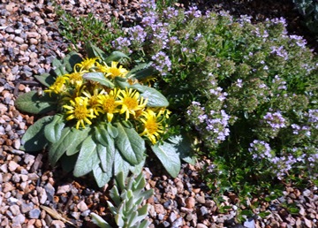 Inula rhizocephala