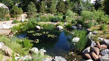 Pond at bottom of Children's garden