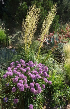 Allium 'Millenium'