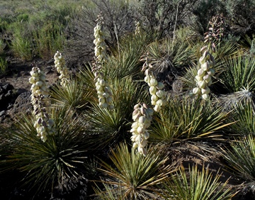 Yucca 1