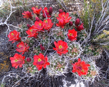 Echinocereus gonacanthus 1