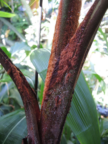 Dypsis lastelliana ‘Darianii’