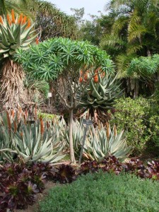 Huntington Botanical Gardens