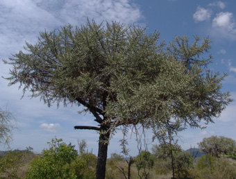 Euphorbia  Stenoclada