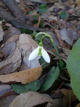 galanthus