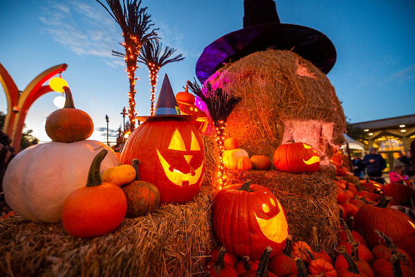 The Mysterious History Of The Jack O Lantern Denver Botanic Gardens