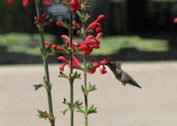 Hummingbird feeding on Salvia darcyi in the Plant Select Garden.