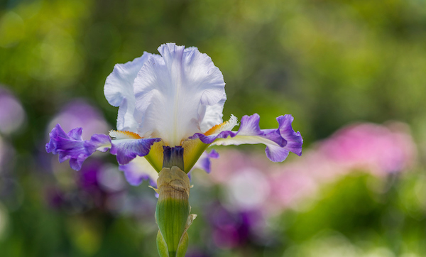 Iris at Denver Botanic Gardens
