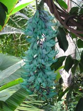 Strongylodon macrobotrys in mid-bloom