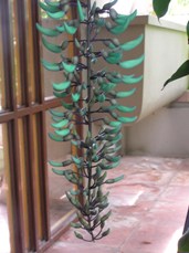 jade-vine-006-small.jpg