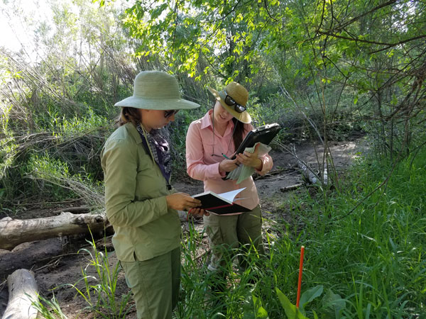 Chatfield Farms restoration project