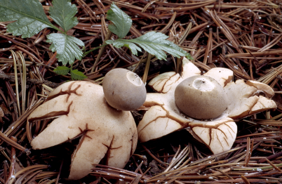 A puff ball species