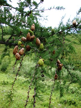 larch cones