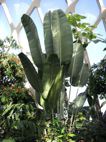 Ravenala madagascariensis