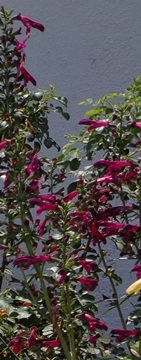 Salvia penstemonoides