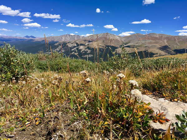 Saussurea weberi at Hoosier Pass