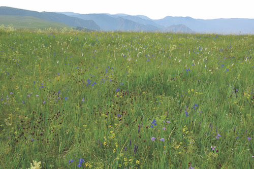 Steppe landscape