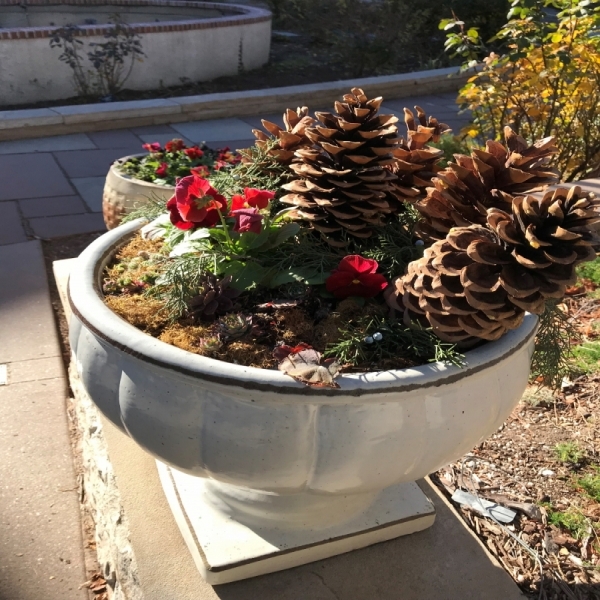 Giant pine cones and delicate pansies prove a magical pair