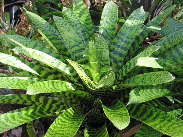 Vriesea hieroglyphica, Bromeliaceae