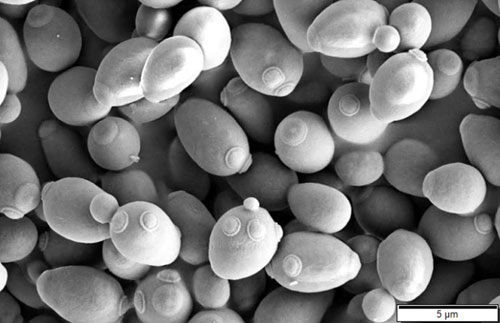 Saccharomyces cerevisiae (commonly known as baker's yeast) 