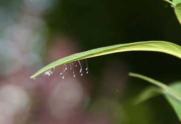 Chrysoperla spp. eggs