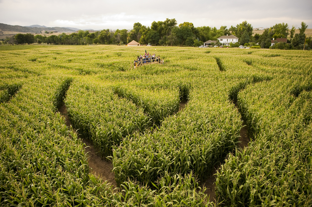 Corn Maze Private Events Denver Botanic Gardens