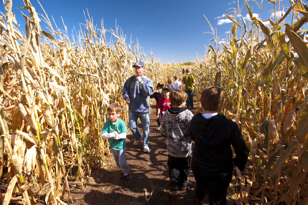 Corn Maze Private Events Denver Botanic Gardens