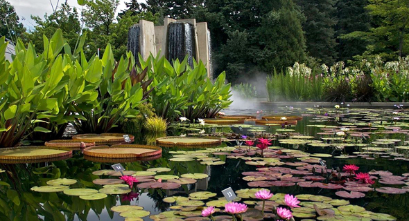 Water Gardens Denver Botanic Gardens