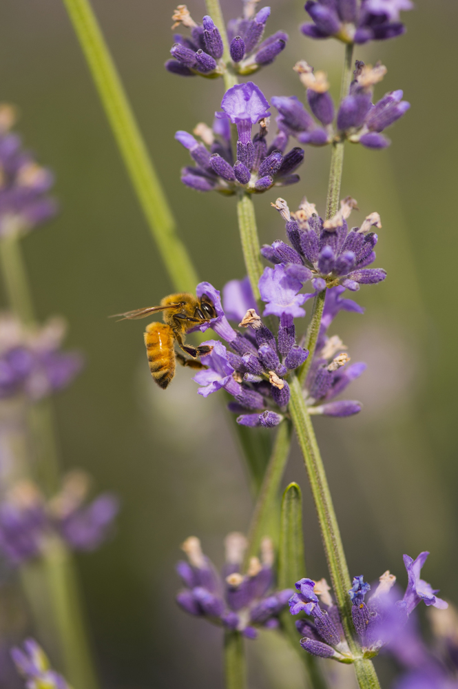 Lavender Festival Denver Botanic Gardens