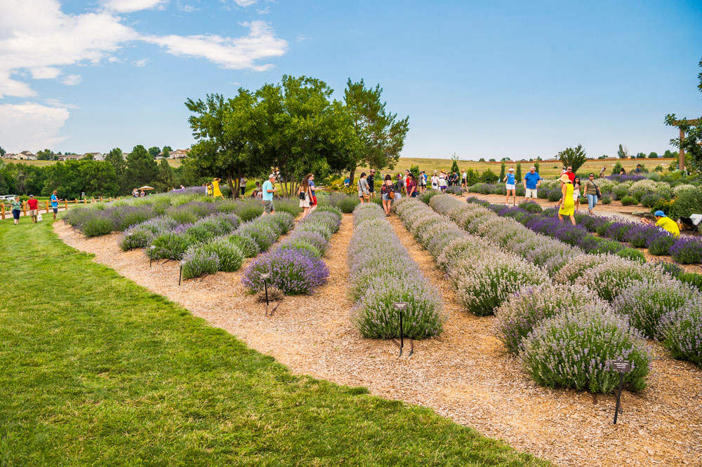 Lavender Festival Denver Botanic Gardens