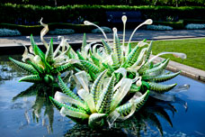 Dale Chihuly , "Green Hornets and Gold Waterdrops", 2012  Dallas Arboretum, Dallas