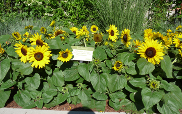 Second Runner Up: Helianthus annuus ‘Suntastic Yellow With Black Center’ HM Clause Entry