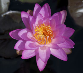 Siam Purple 2 - Second Best New Waterlily Overall