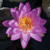 Siam Purple 2 waterlily