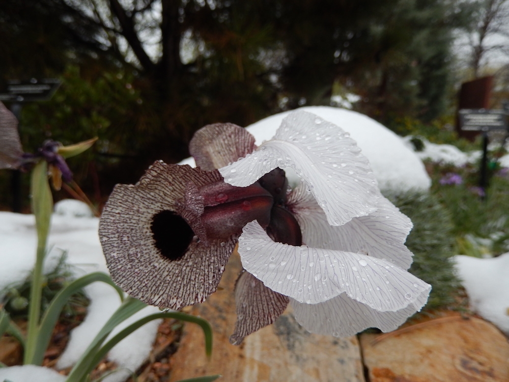 Iris iberica in the crevice garden at the entrance to the Rock Alpine Garden during a spring snow storm