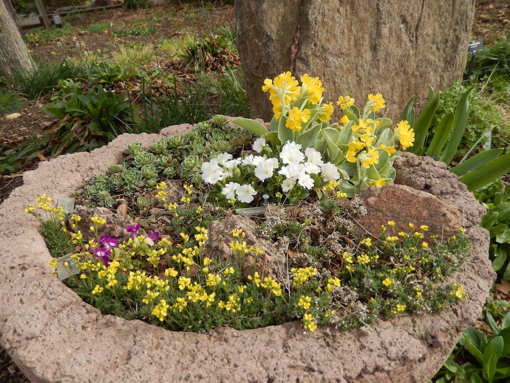 Trough with Primula and Draba