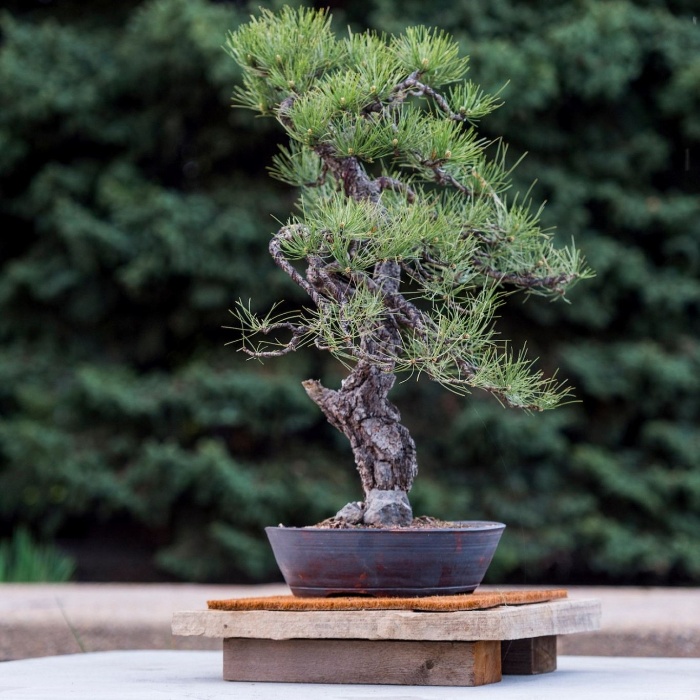 Beginning Bonsai | Denver Botanic Gardens