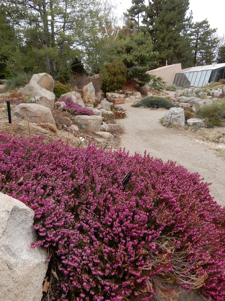 Erica carnea in the north ledge