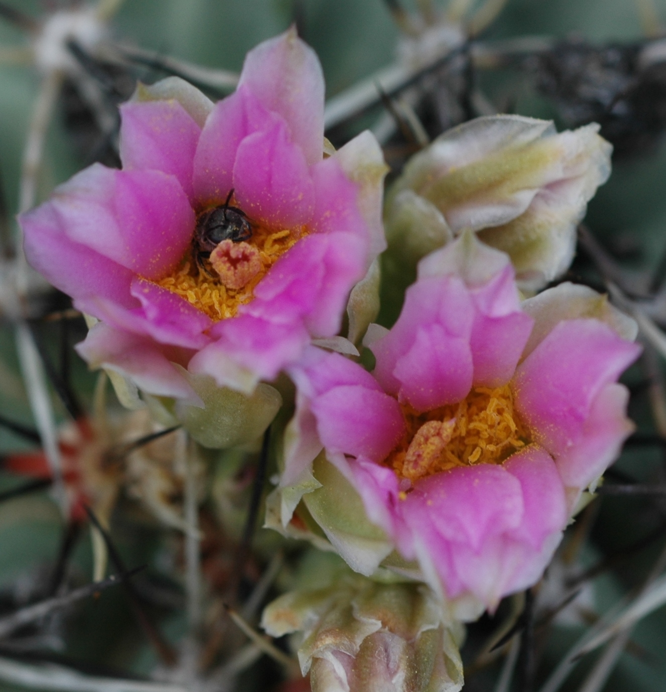 Pollination Research Denver Botanic Gardens