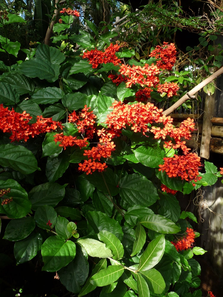 Clerodendrum × speciosum