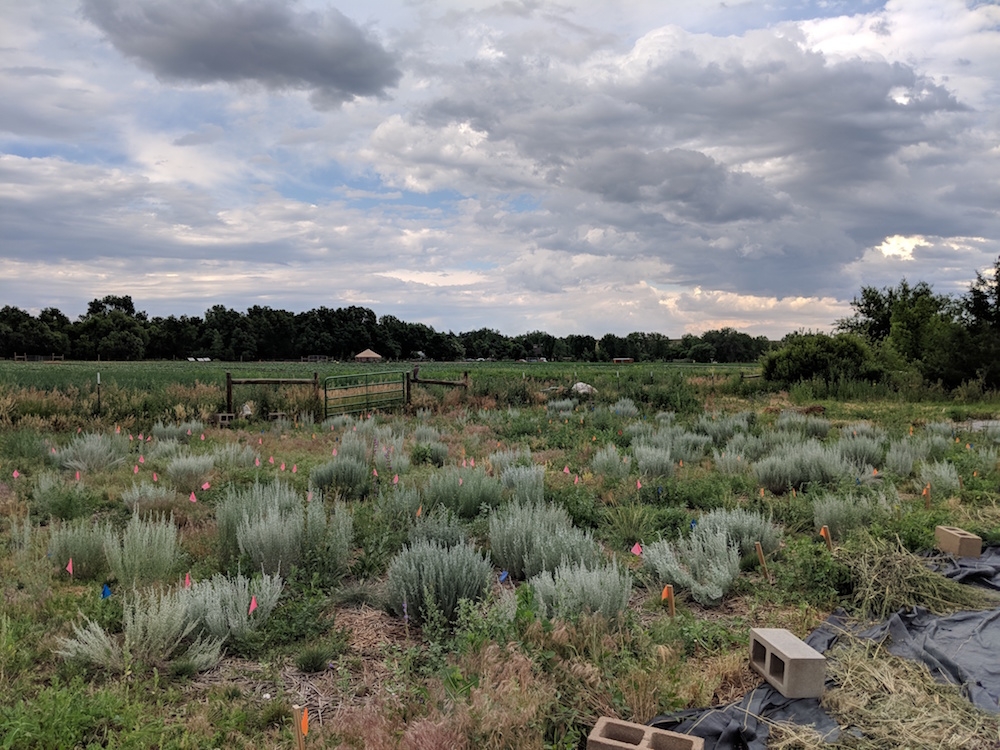 Chatfield Farms