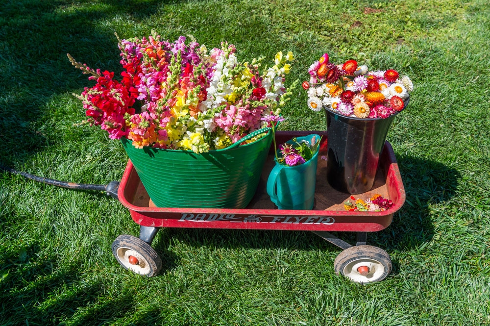 Chatfield Farms Community Supporting Agriculture flowers