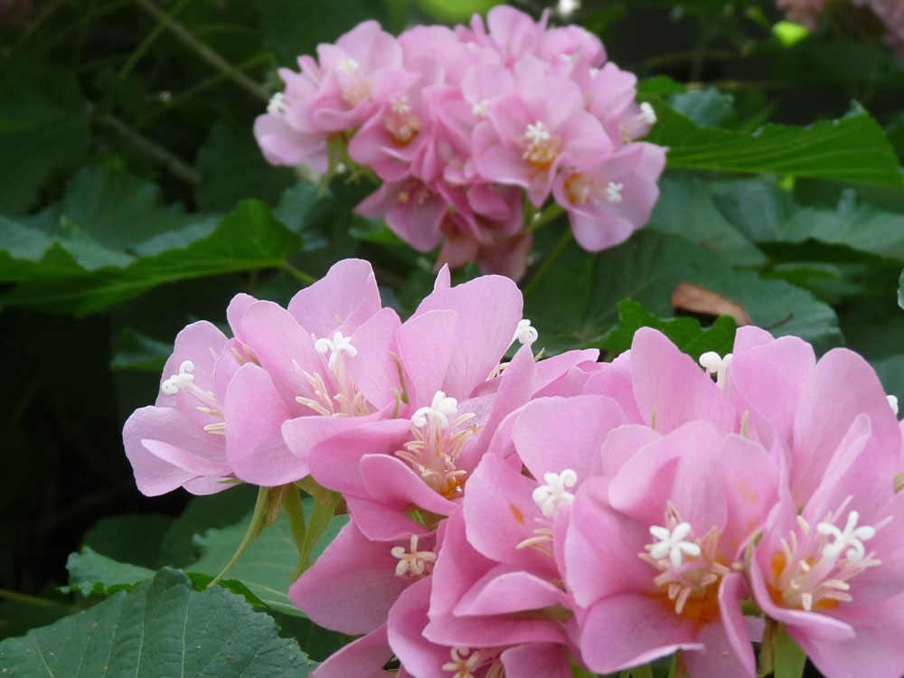 Dombeya elegans
